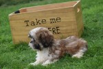 Shih Tzu (reu) 72245