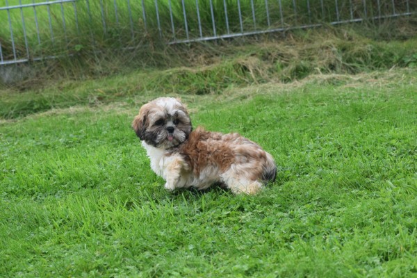 Shih Tzu (reu) 72245