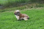 Shih Tzu (reu) 72245