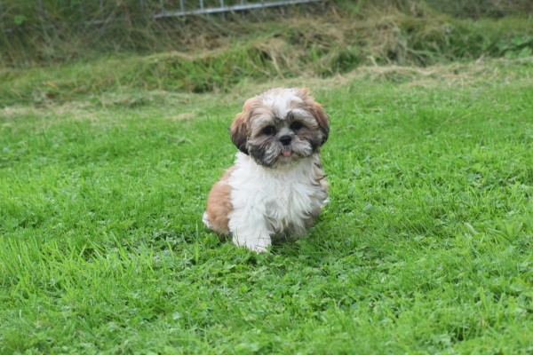 Shih Tzu (reu) 72245