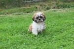 Shih Tzu (reu) 72245