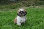 Shih Tzu (reu) 72245