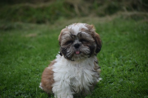 Shih Tzu (reu) 72245
