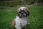 Shih Tzu (reu) 72245