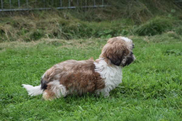 Shih Tzu (reu) 72245