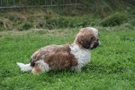Shih Tzu (reu) 72245
