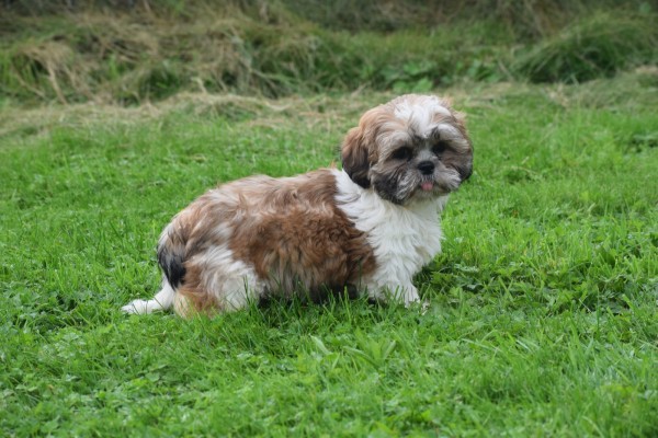 Shih Tzu (reu) 72245