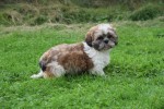Shih Tzu (reu) 72245