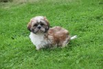 Shih Tzu (reu) 72245