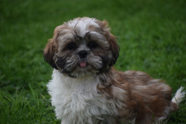 Shih Tzu (reu) 72245