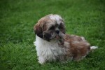 Shih Tzu (reu) 72245