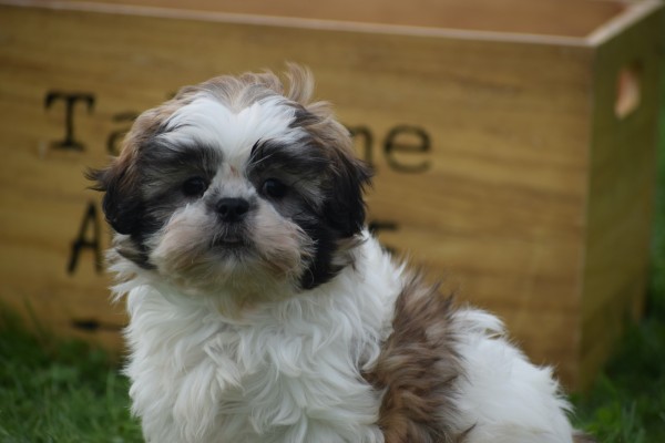 Shih Tzu (teef) 75250