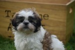 Shih Tzu (teef) 75250