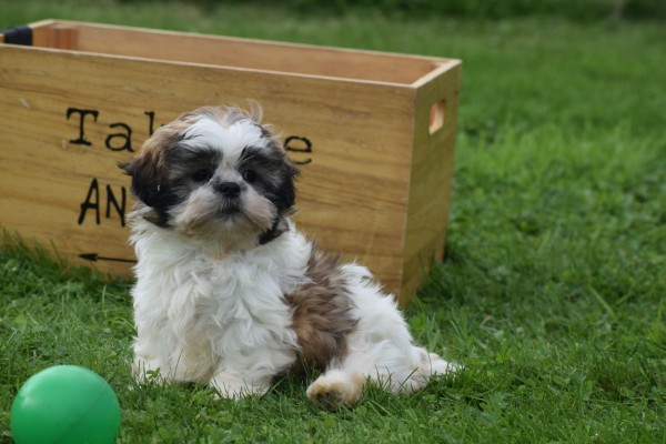 Shih Tzu (teef) 75250