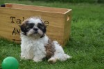 Shih Tzu (teef) 75250