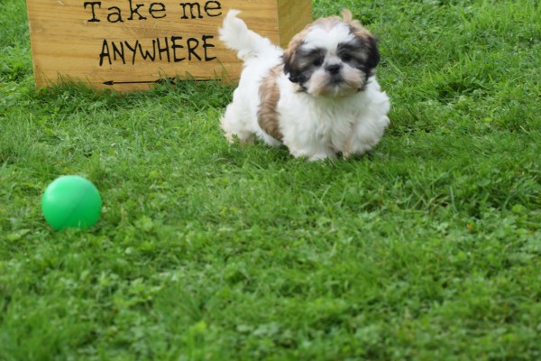 Shih Tzu (teef) 75250
