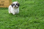 Shih Tzu (teef) 75250