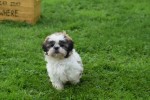 Shih Tzu (teef) 75250