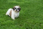 Shih Tzu (teef) 75250