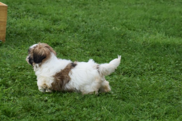Shih Tzu (teef) 75250
