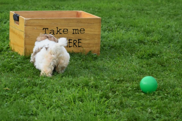 Shih Tzu (teef) 75250