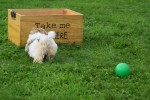 Shih Tzu (teef) 75250