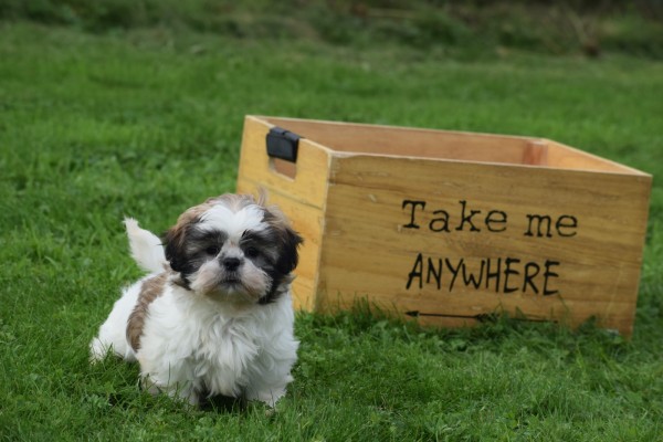 Shih Tzu (teef) 75250
