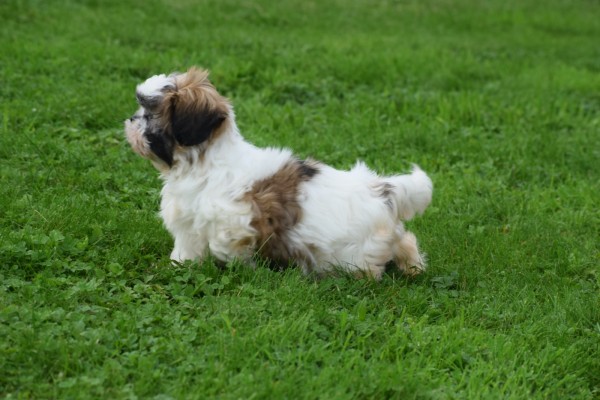 Shih Tzu (teef) 75250
