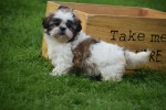 Shih Tzu (teef) 75250