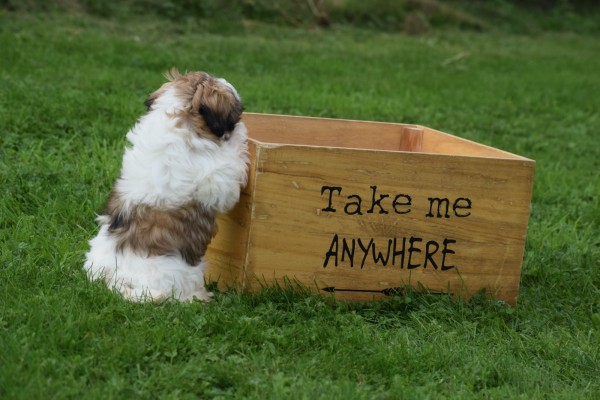 Shih Tzu (teef) 75250