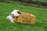 Shih Tzu (teef) 75250
