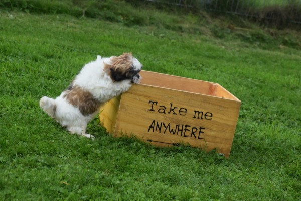 Shih Tzu (teef) 75250