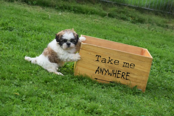 Shih Tzu (teef) 75250