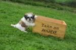 Shih Tzu (teef) 75250