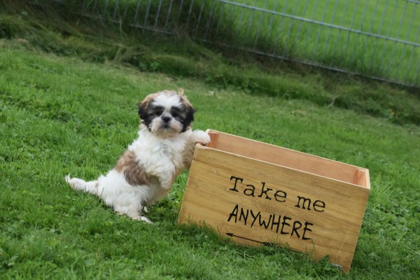 Shih Tzu (teef) 75250