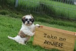 Shih Tzu (teef) 75250