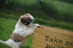 Shih Tzu (teef) 75250