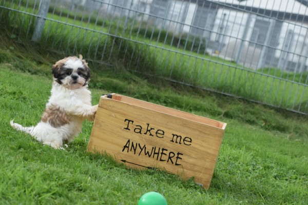 Shih Tzu (teef) 75250