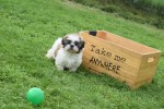 Shih Tzu (teef) 75250