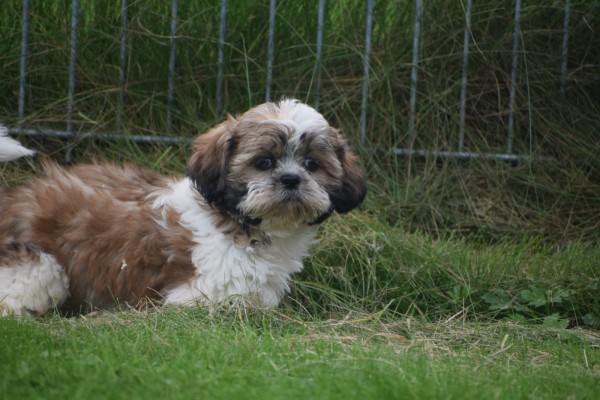 Shih Tzu (teef) 75245