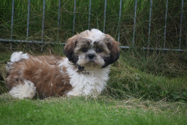 Shih Tzu (teef) 75245