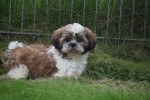 Shih Tzu (teef) 75245