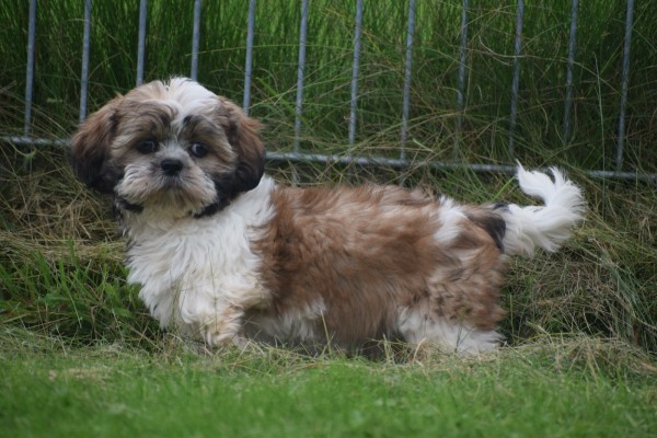 Shih Tzu (teef) 75245