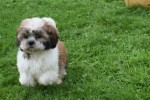 Shih Tzu (teef) 75245