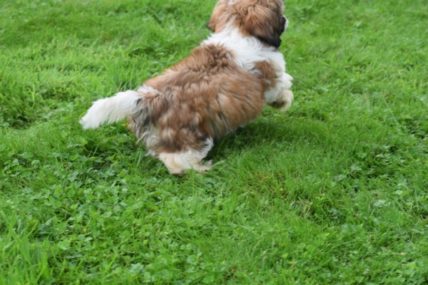 Shih Tzu (teef) 75245