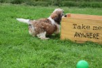 Shih Tzu (teef) 75245