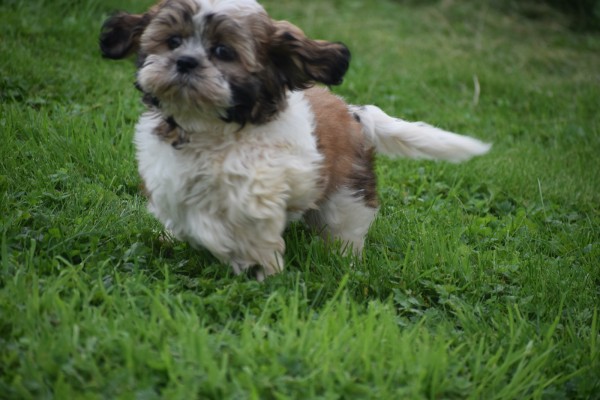 Shih Tzu (teef) 75245