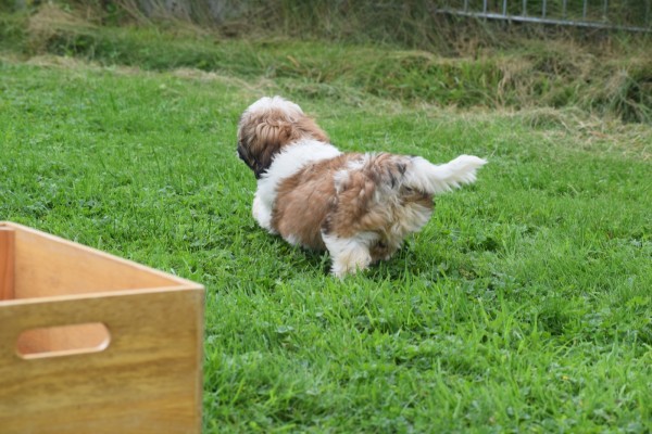 Shih Tzu (teef) 75245
