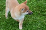 Shiba Inu (reu) 75521