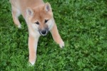 Shiba Inu (reu) 75521